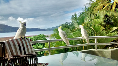tropical birds